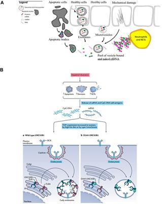 Cationic Nanomaterials for Autoimmune Diseases Therapy